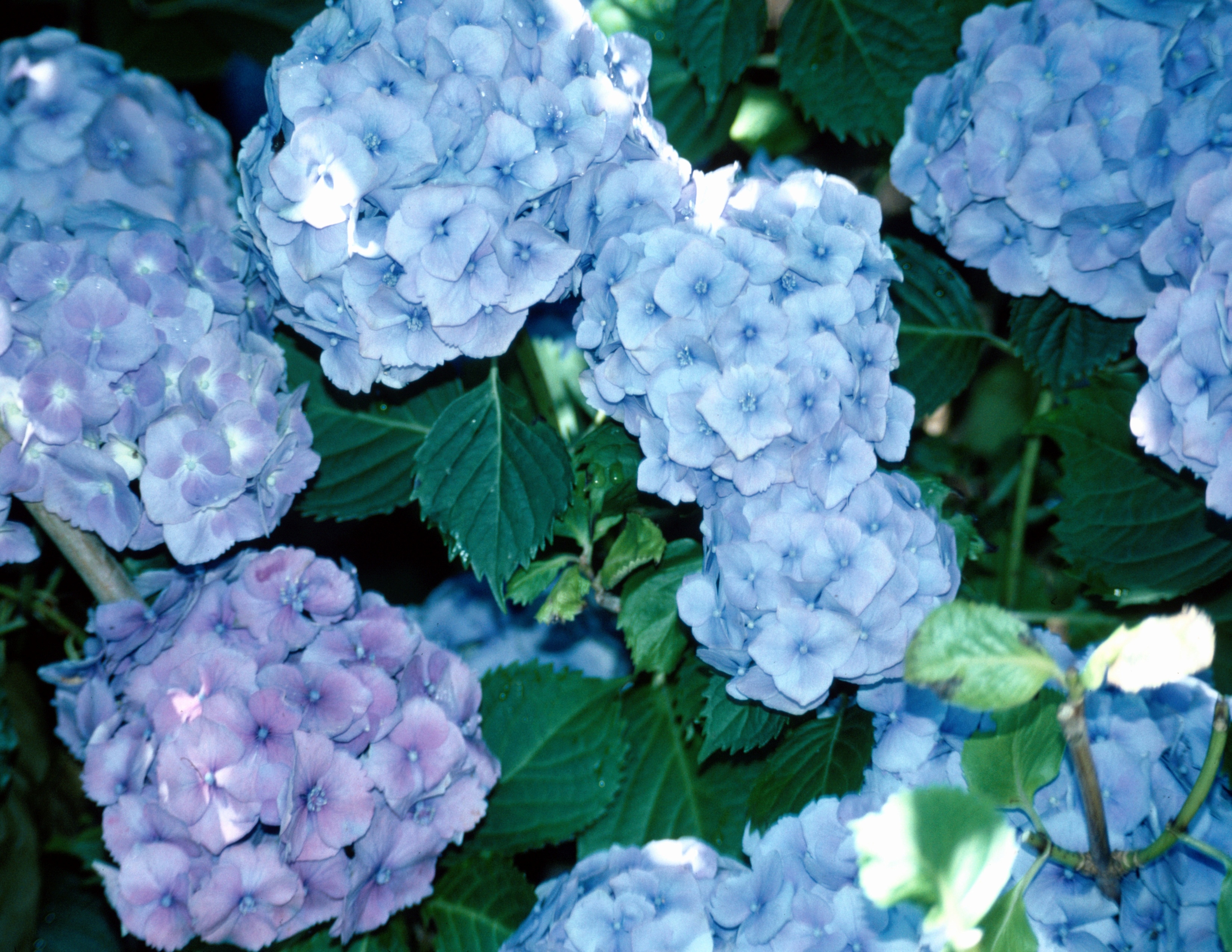 Hydrangea Pet Poison Helpline