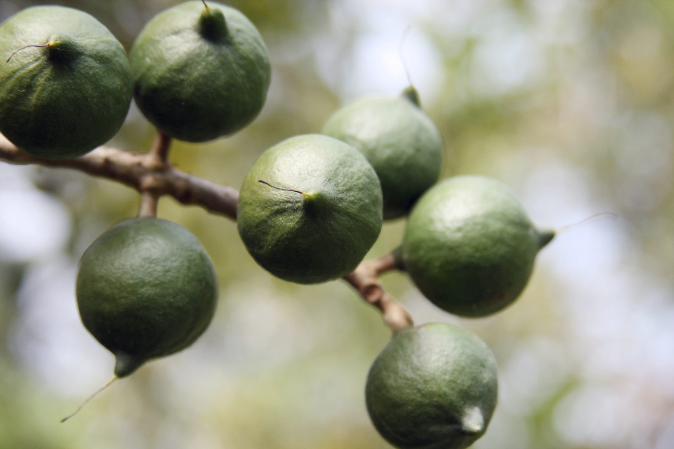 Queensland Nut Pet Poison Helpline