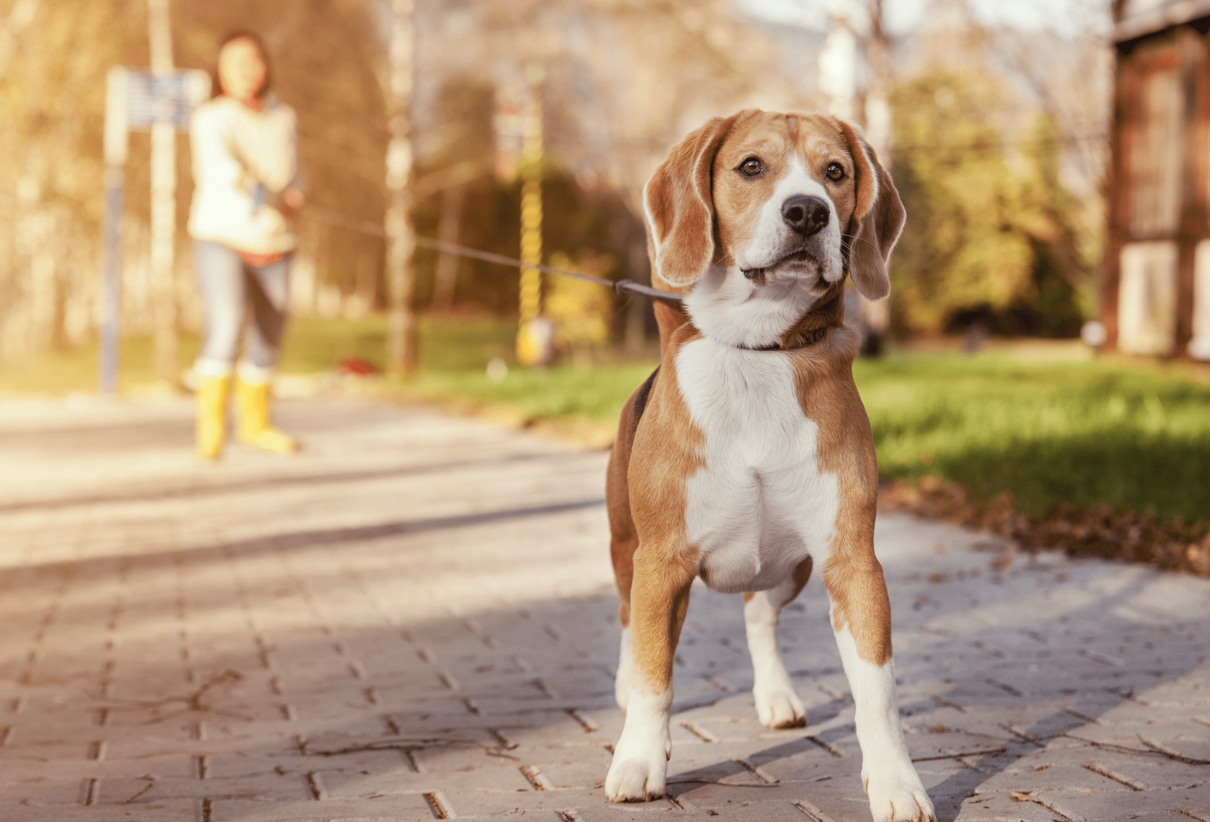 Montreal's 5 Best Dog Parks PetProsCanada