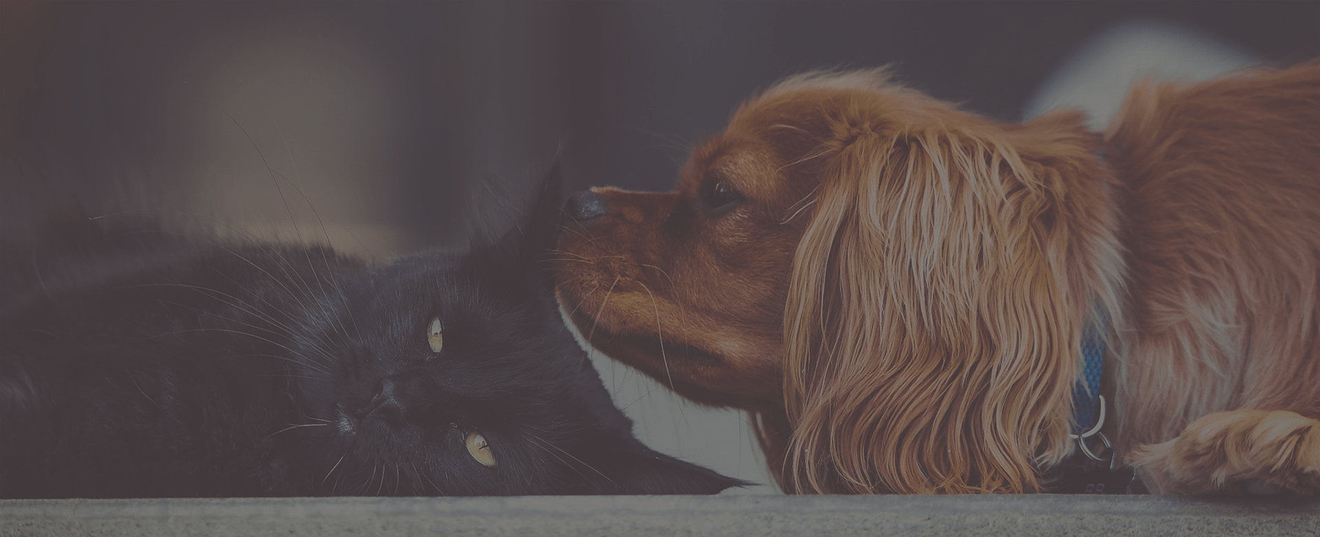 Pet Protector Flea tag and tick preventionprotection for pets