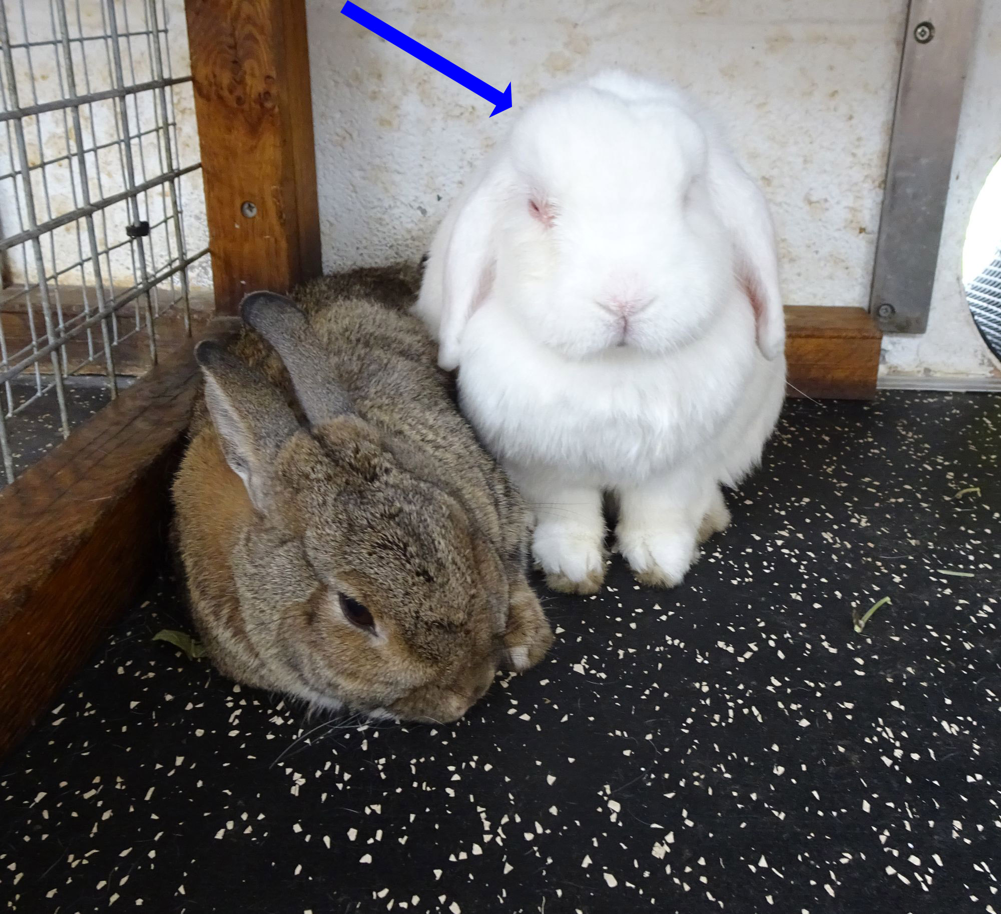 Abscesses My Rabbit Family Blog