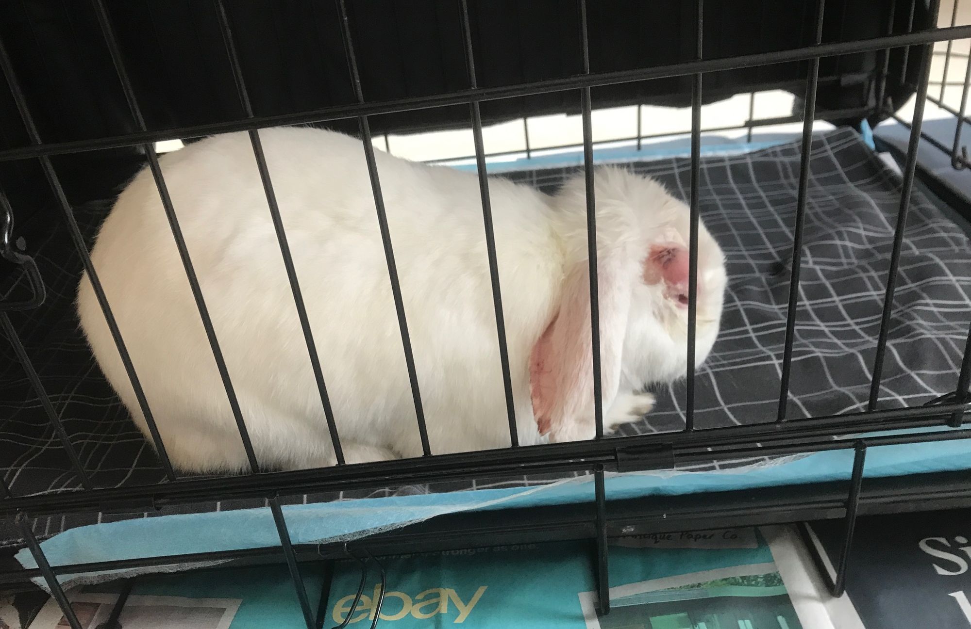 Abscesses My Rabbit Family Blog