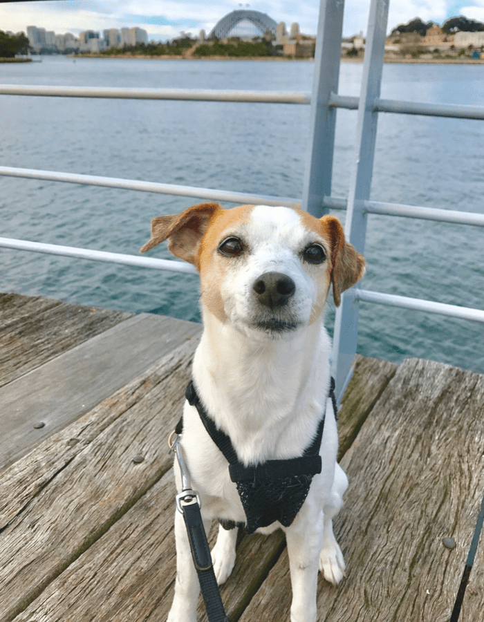 How Long Are Dogs In Quarantine In Australia