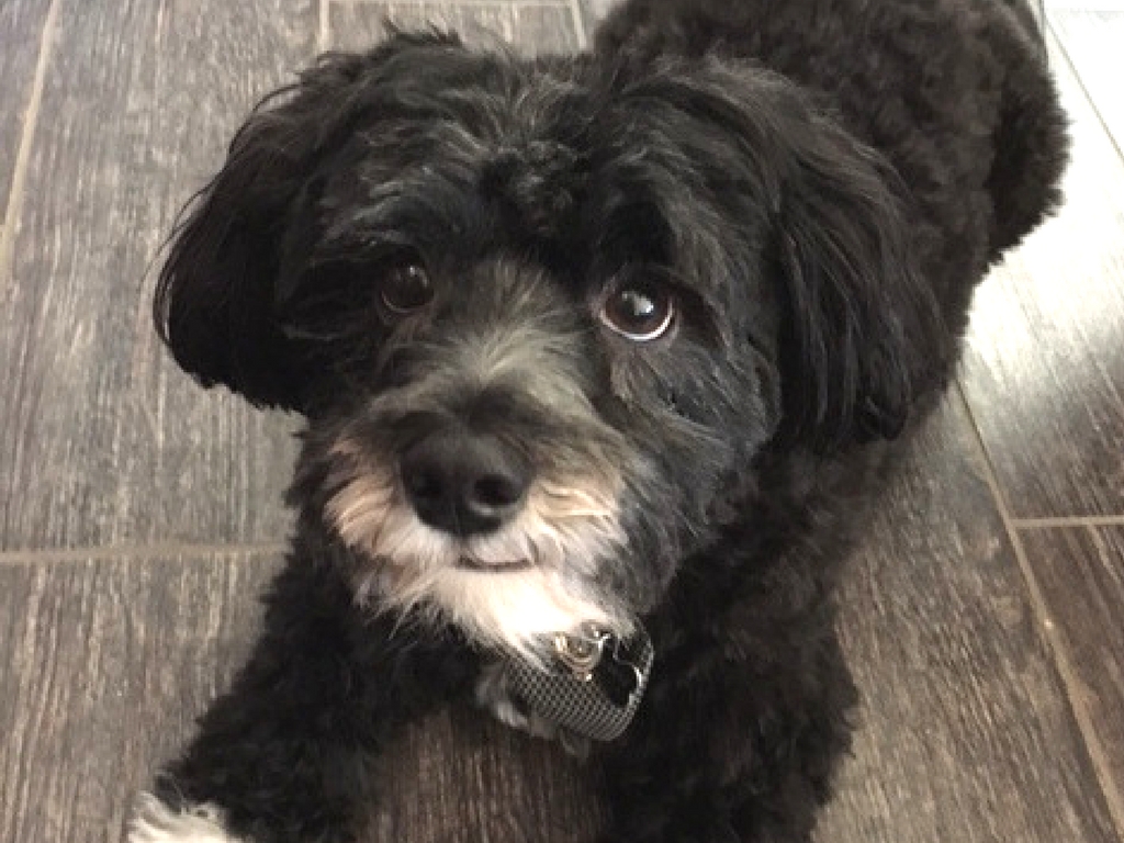 Bringing a Dog to Australia Hudson's Move from the US PetRelocation