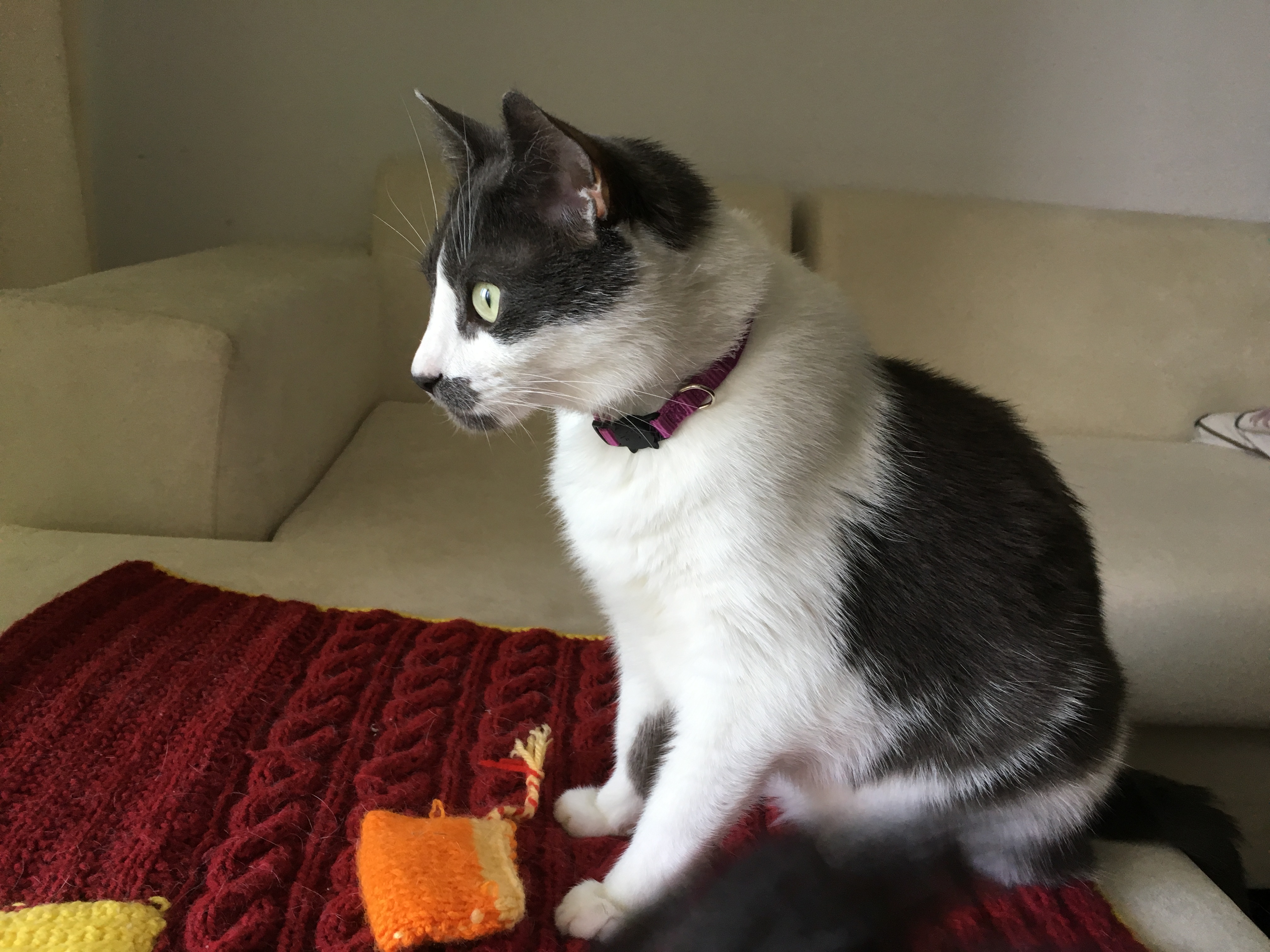 Relocating Cats to China Huey and Radgast Move to Shanghai