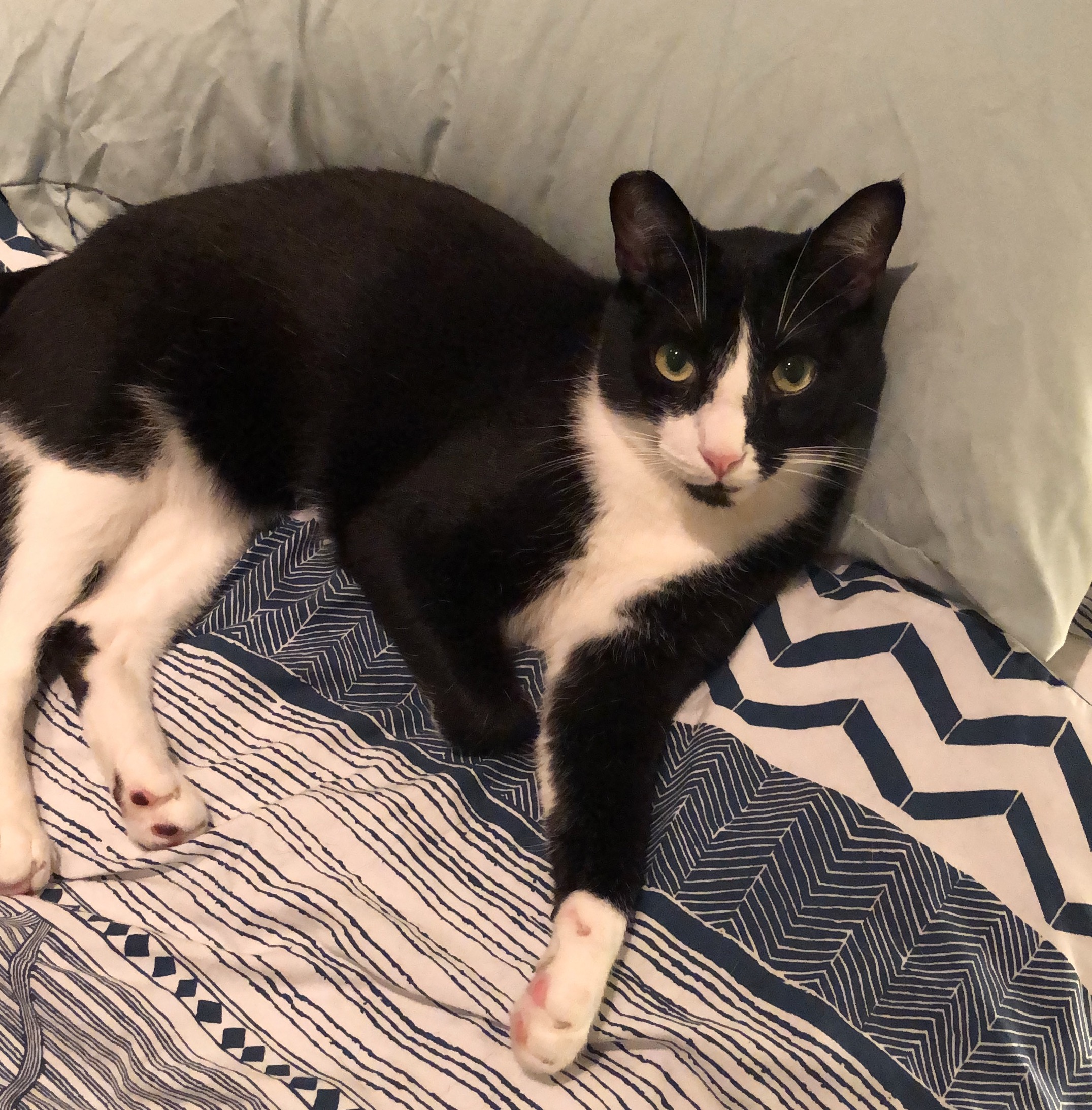 Moving Cats to the UK Micky & Mouse PetRelocation