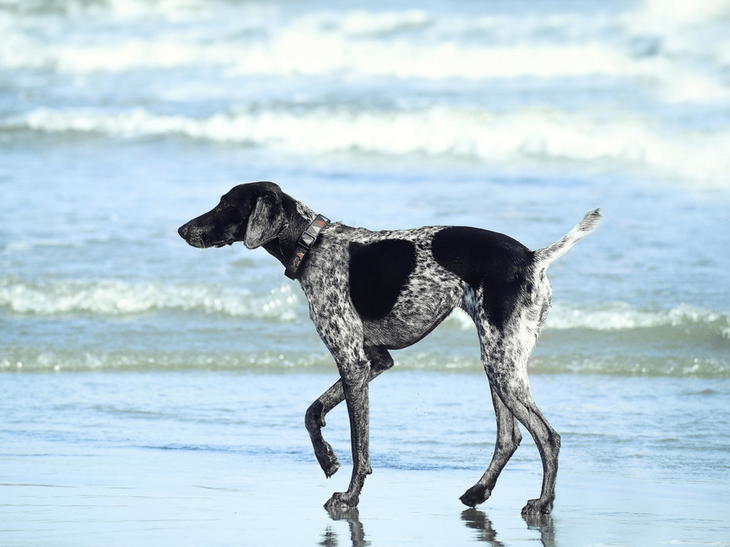 The Best Pet Transport Options for Military Members PetRelocation