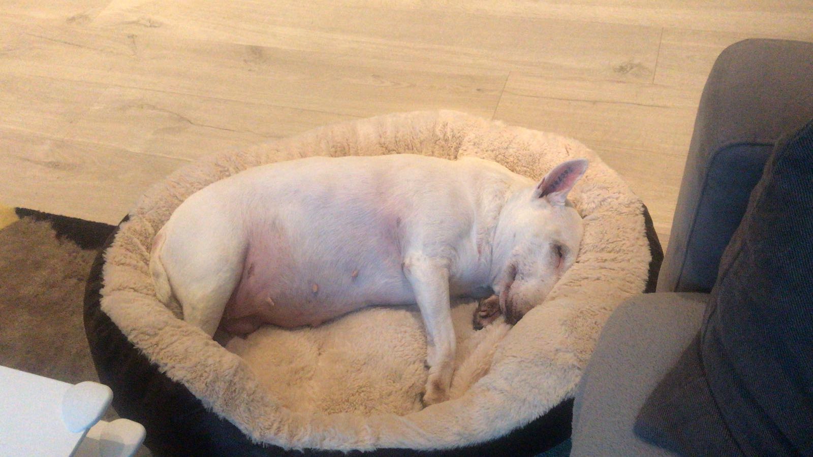 Moving A Dog to Hong Kong Nancy's Travel Story PetRelocation