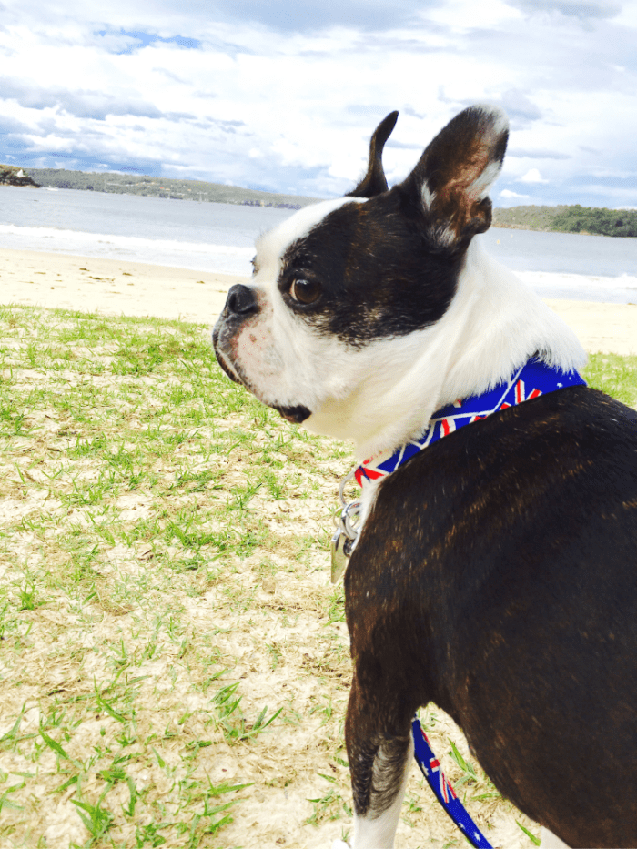 Pet Move of the Month Quincy's Relocation to Australia PetRelocation