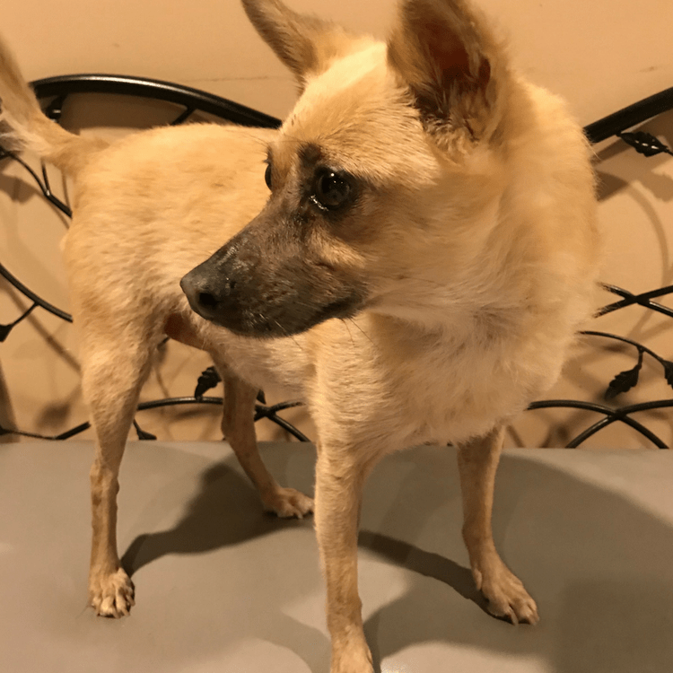 Rocksi's Move Story Bringing a Dog to Australia PetRelocation