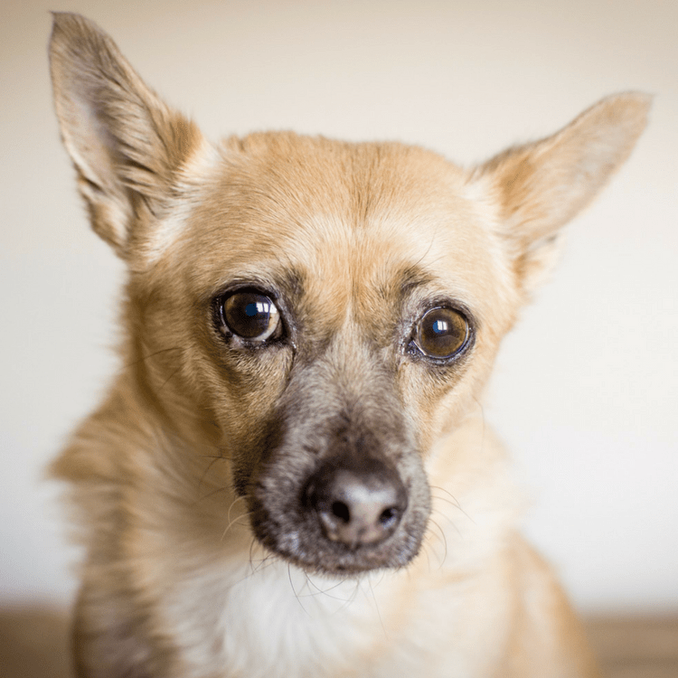 Rocksi's Move Story Bringing a Dog to Australia PetRelocation