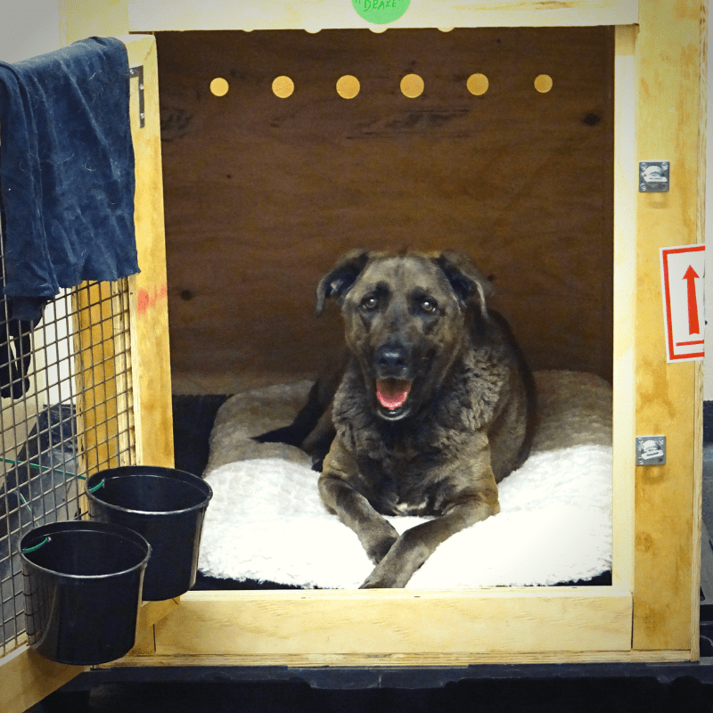 Understanding Manifest Cargo vs. Excess Baggage Expert Insights on Pet