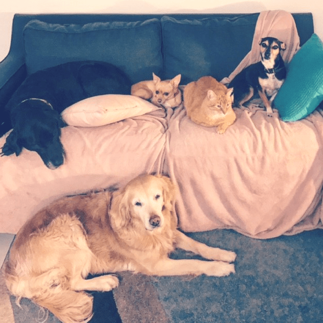 Five Pets' Journey to Australia From Texas PetRelocation