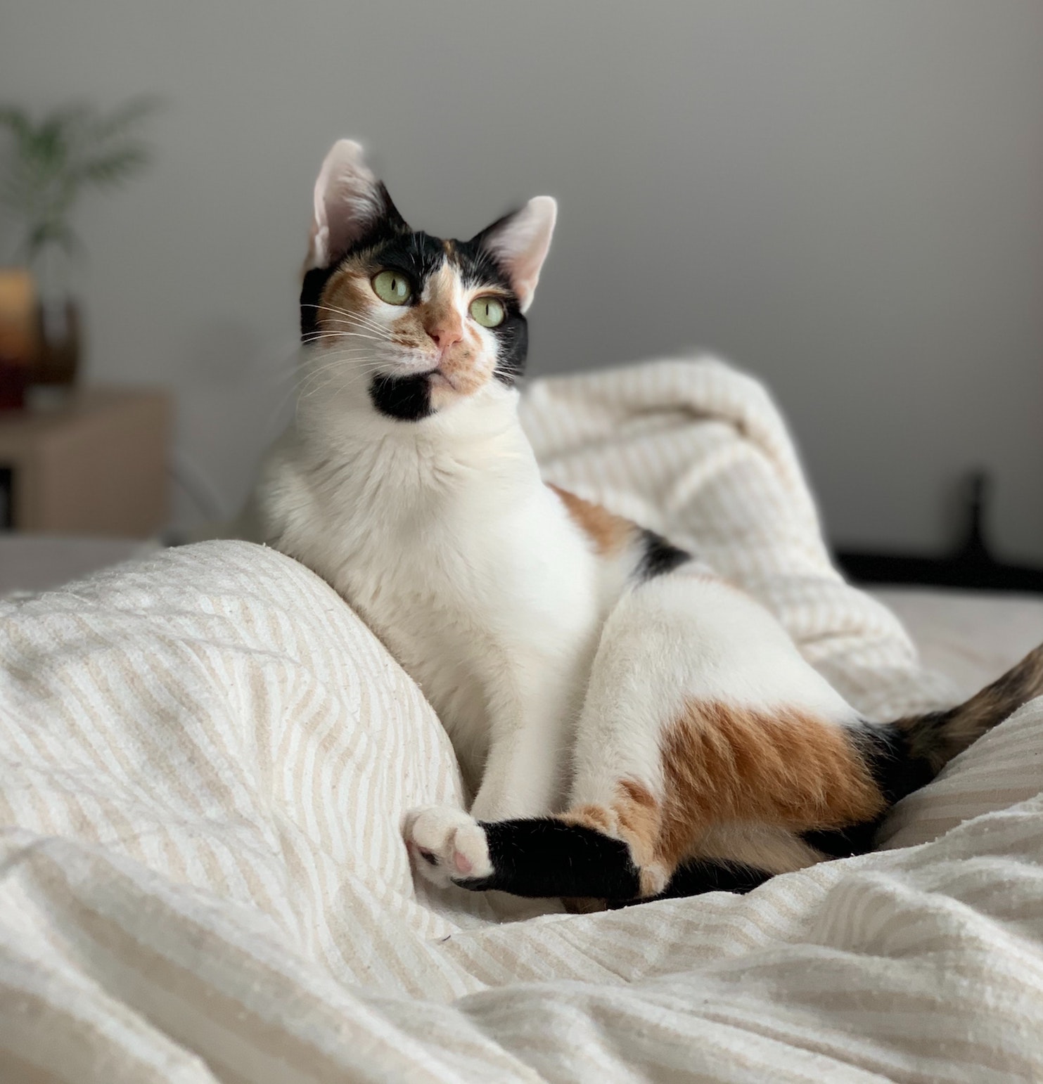 How to Introduce Cats to a New Home PetRelocation