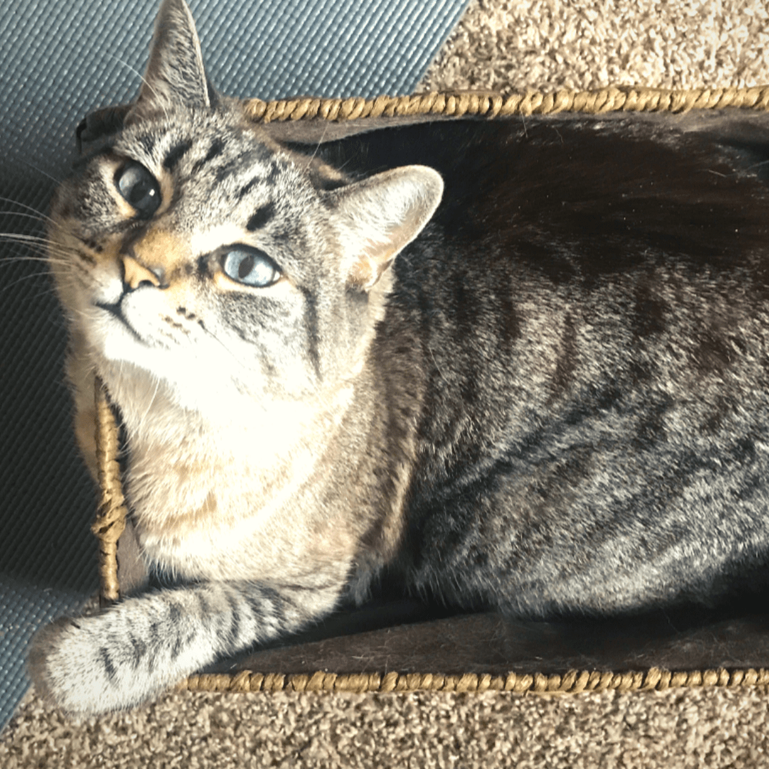 Moving Cats to Australia During a Pandemic Meesh and Molly's Story
