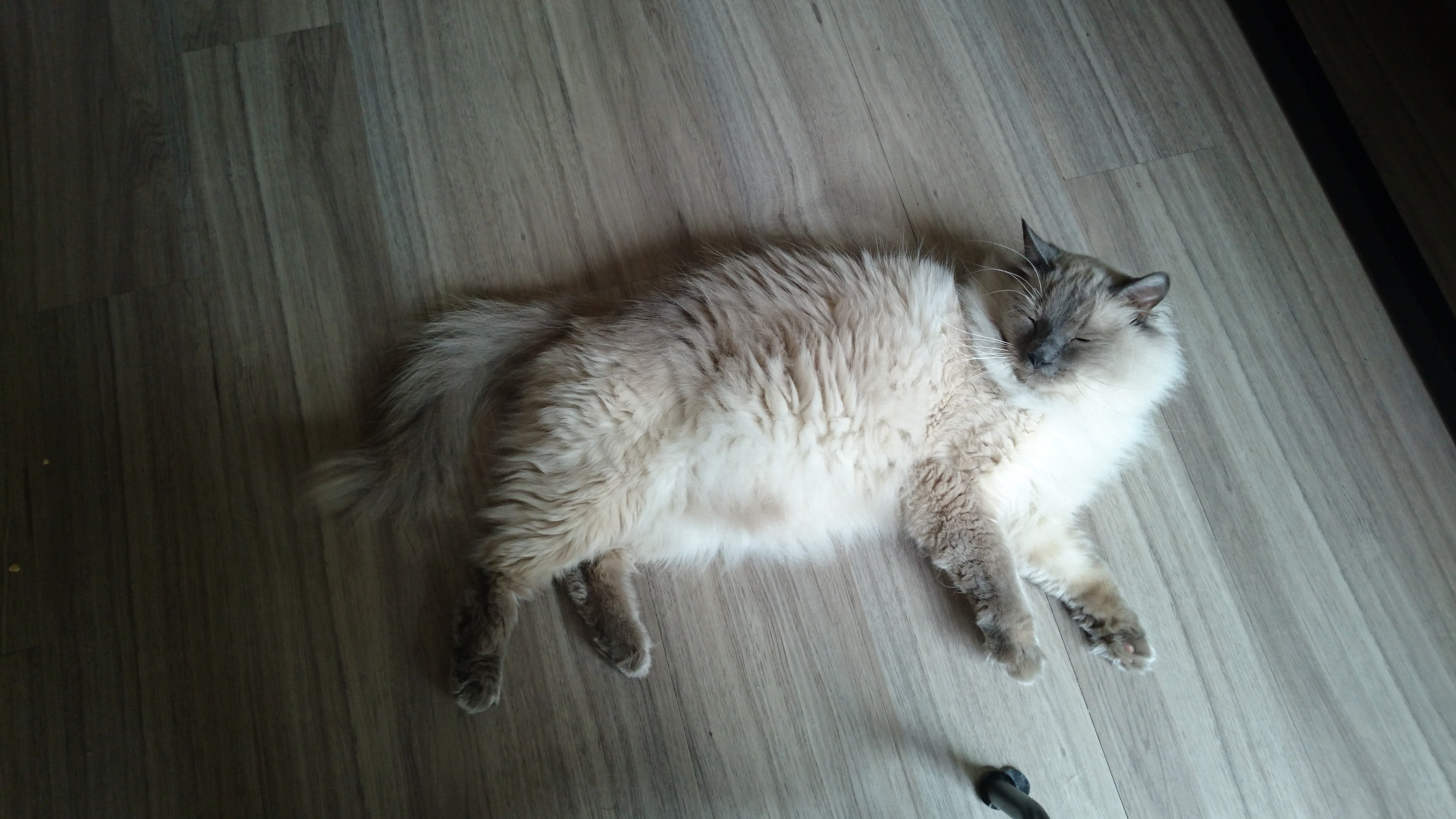 Cat Travel Spotlight Saké Moves to Hong Kong PetRelocation