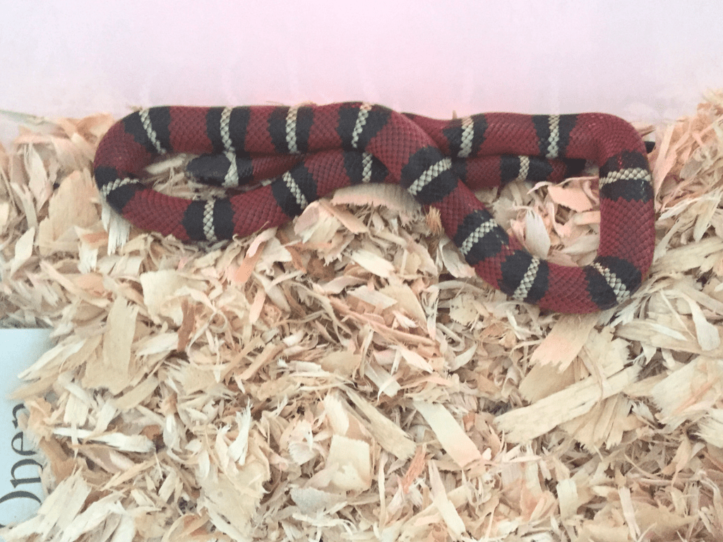 Pet Transport Spotlight Cyclone the Snake PetRelocation