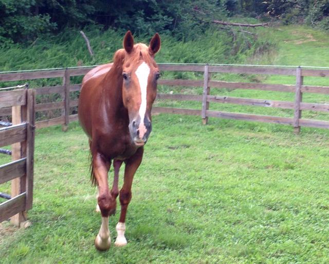 Pet Move of the Month The Travels of Gordon the Horse PetRelocation