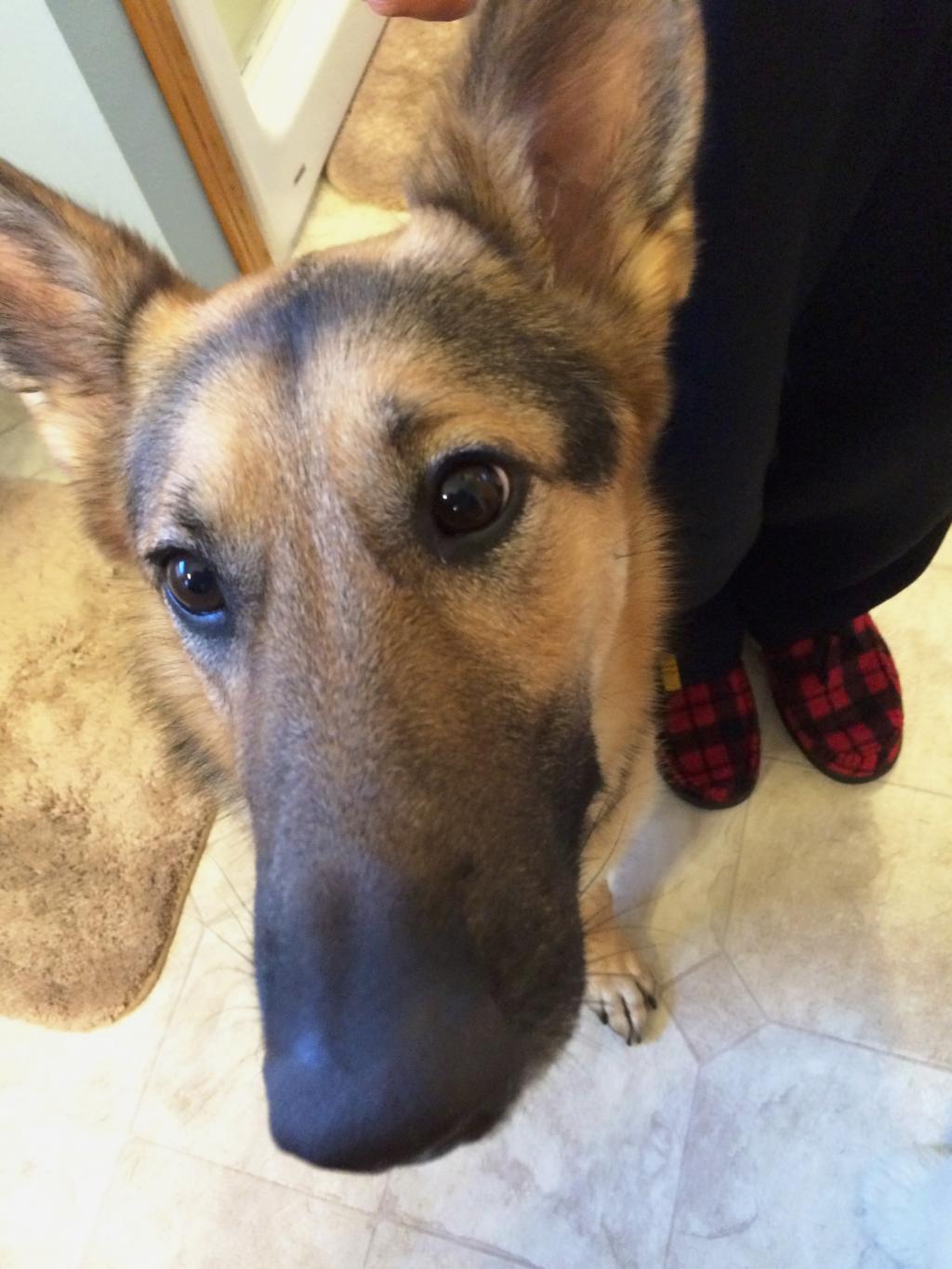 Incredible Experiences Hazel's Move to Germany PetRelocation