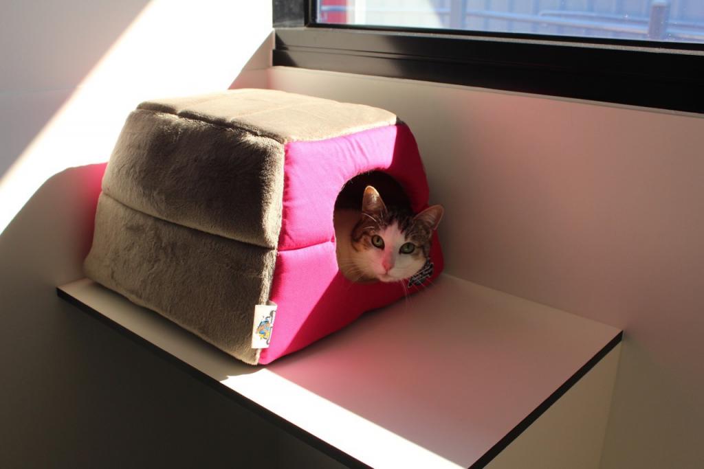 Australia's Mickleham Pet Quarantine Facility A Comprehensive Guide