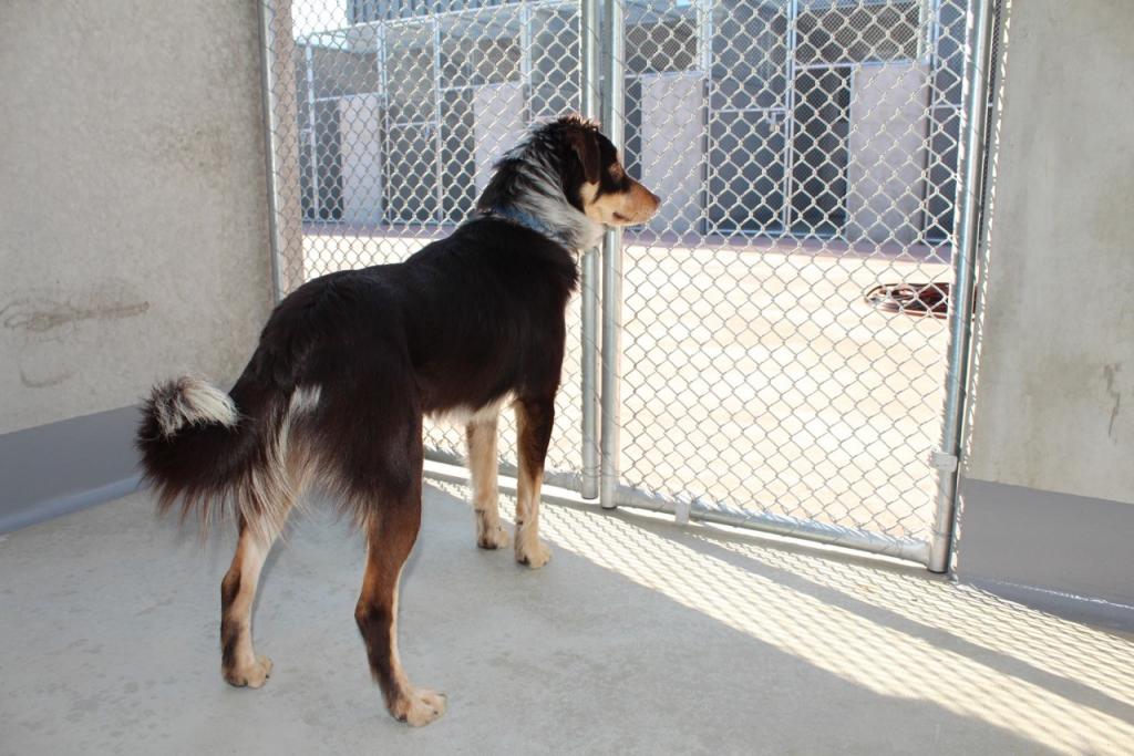 Australia Pet Travel Mickleham Pet Quarantine Facility Now Open