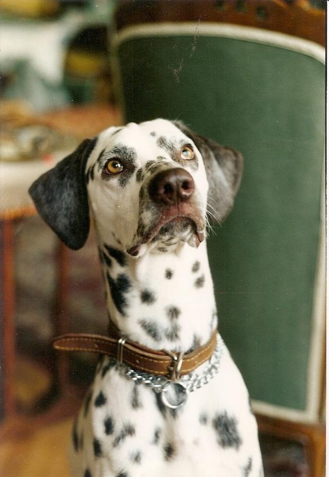 Moving Pets to Morocco PetRelocation