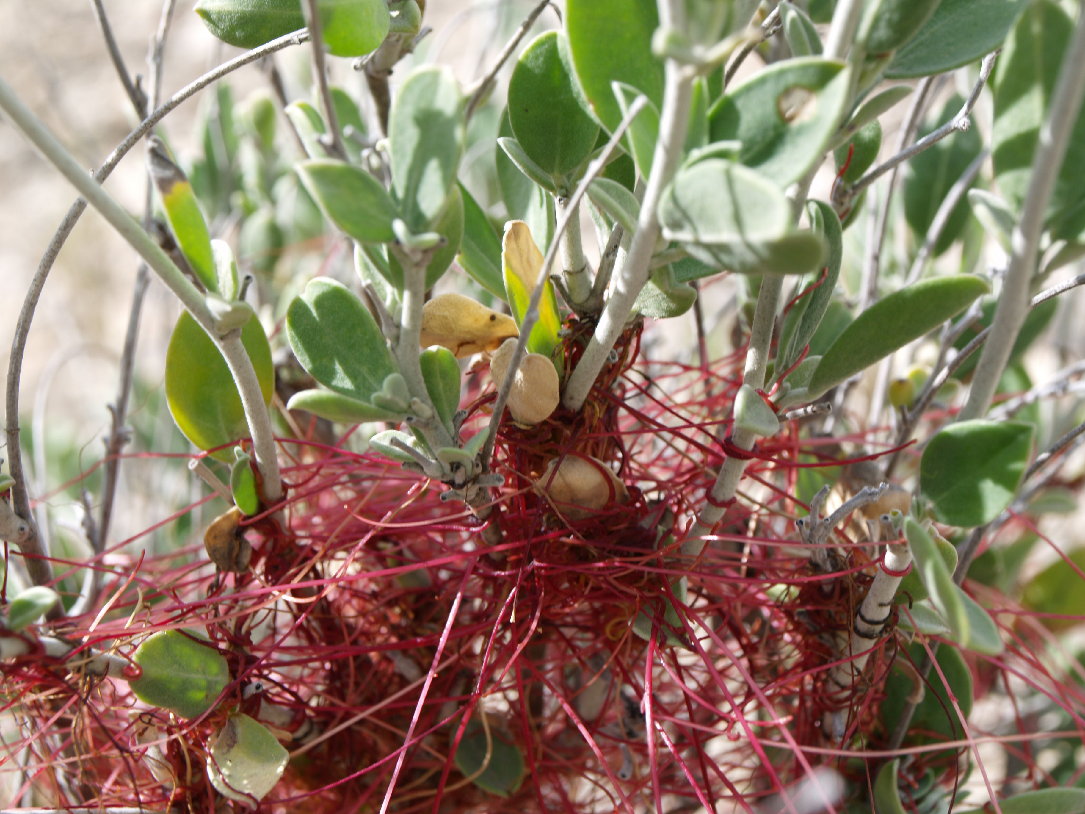 3 plantas parásitas de nuestro paisaje y un fitoplasma Petreraldia