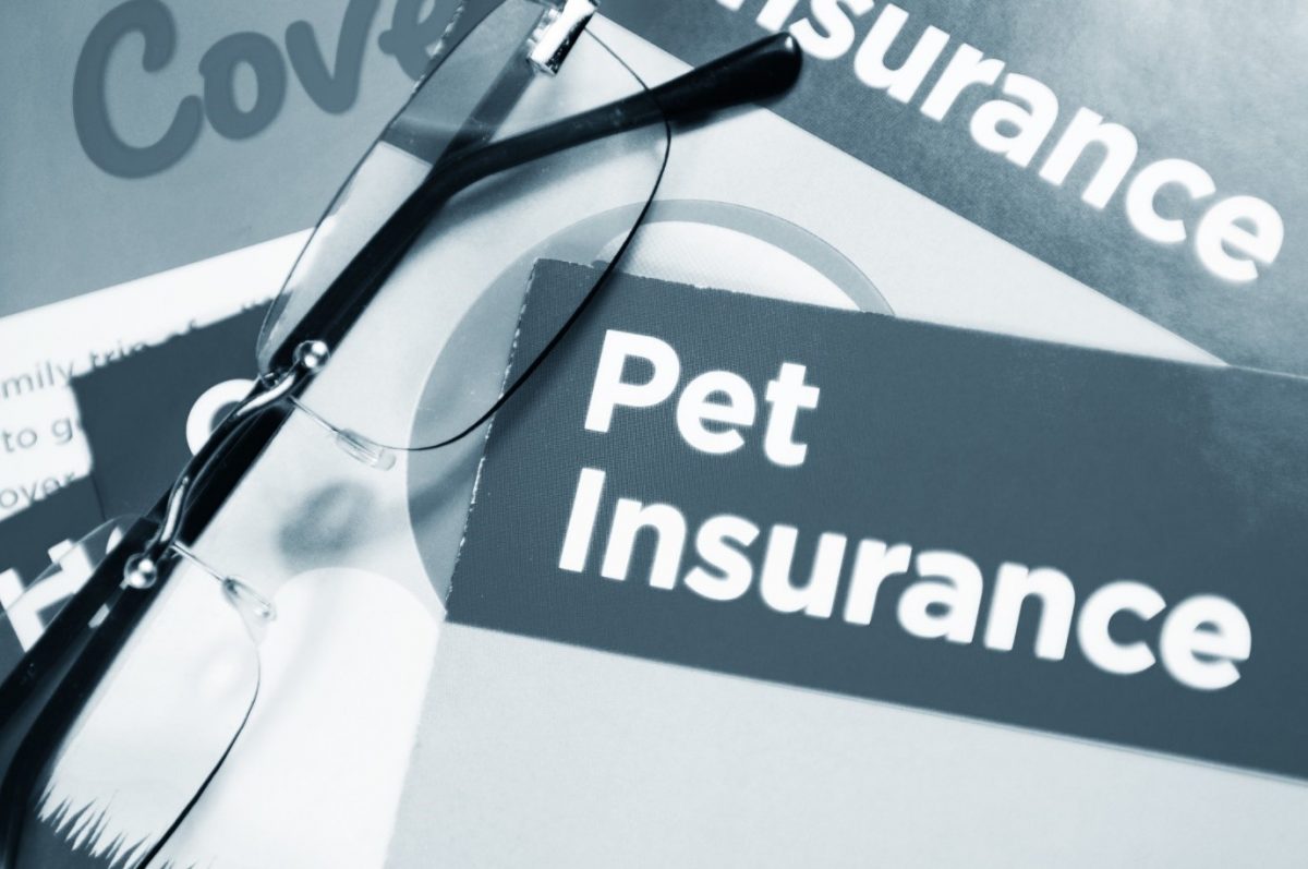 Pet Problems Is It Worth Getting Pet Insurance For My Dog?