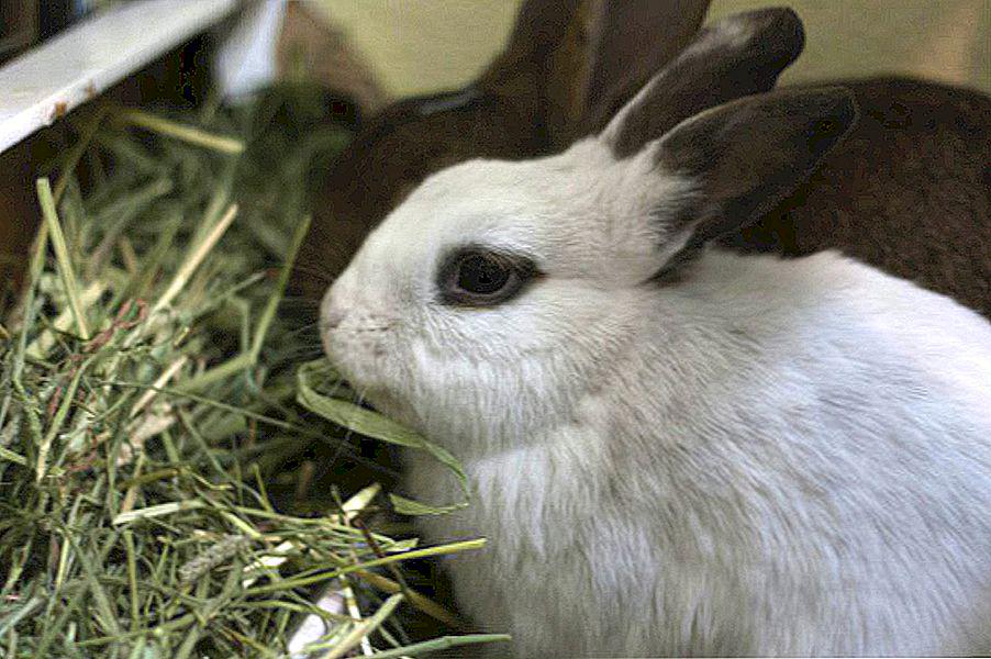 What Do Rabbits Eat? A Fast Information to the Leporine