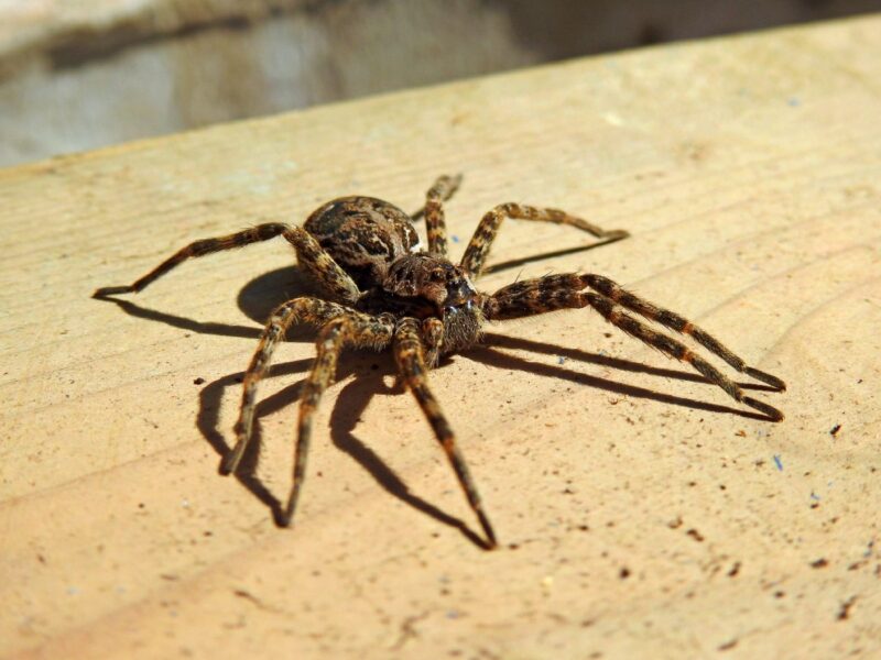 Wolf Spiders 101 Understanding Their Habits And Habitat