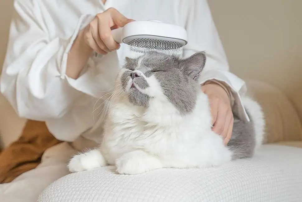 Why Is My Cat Getting Hairballs All Of A Sudden