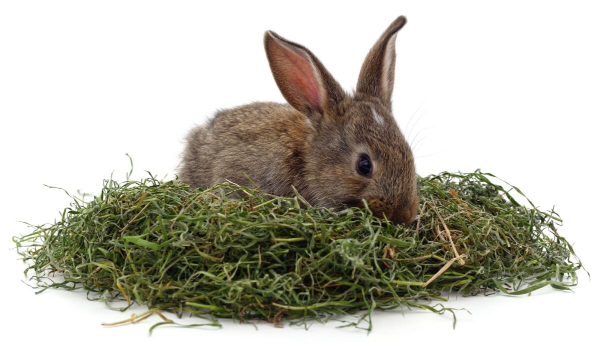The Best Food For Rabbit Guide On Rabbit Diet