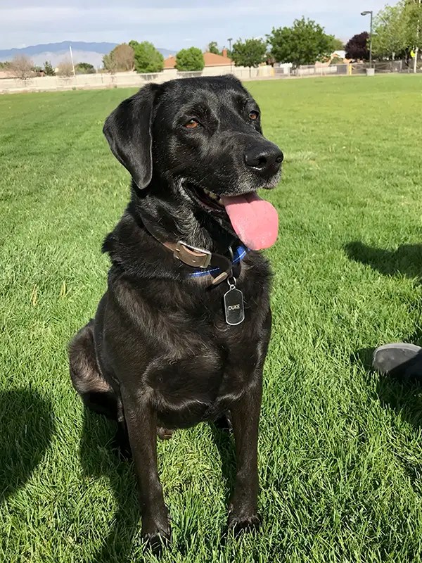 Kennel and Pet Boarding The Pet Resort at Lake Conroe