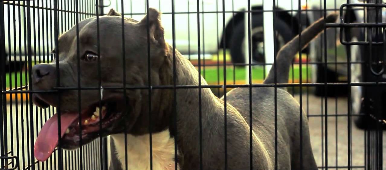 5 Best Dog Cages For Pitbulls Listed By Strength and Size