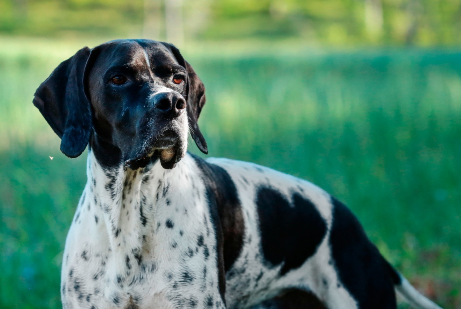 Pointer anglais pets.ch