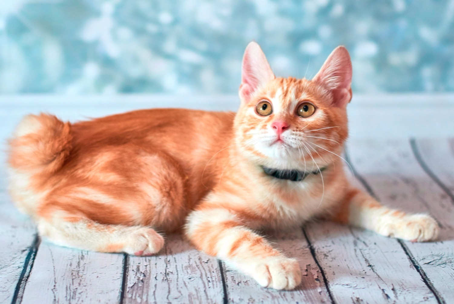 American Bobtail pets.ch