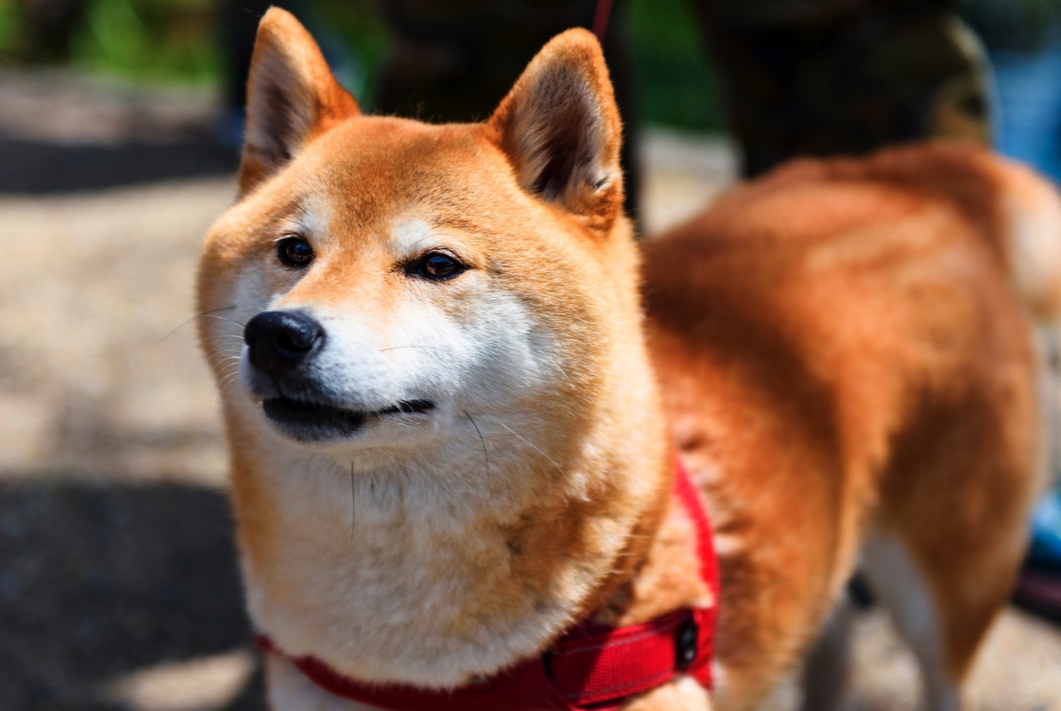 Akita Inu pets.ch