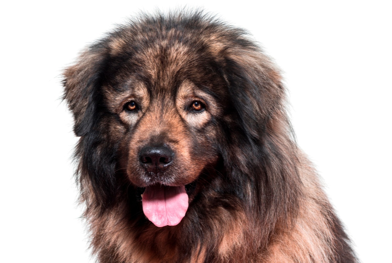 Berger yougoslave pets.ch