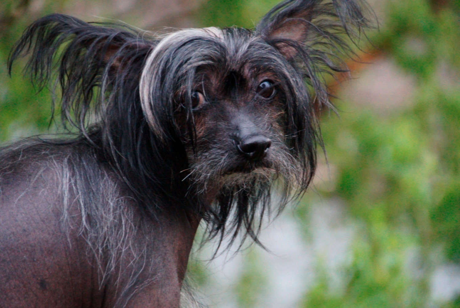 Chien chinois à crête pets.ch