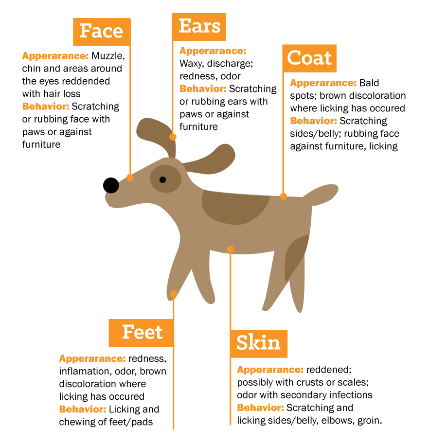 Seasonal Pet Allergies On Sale EntirelyPets Rx