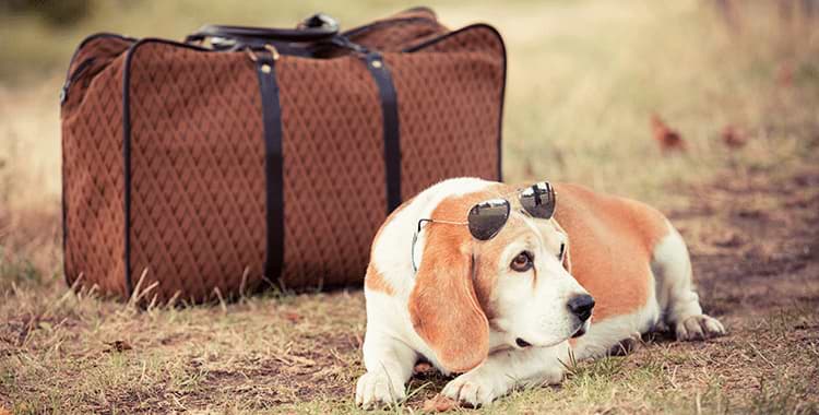 How Much Does It Cost To Fly A Dog at Craigslist