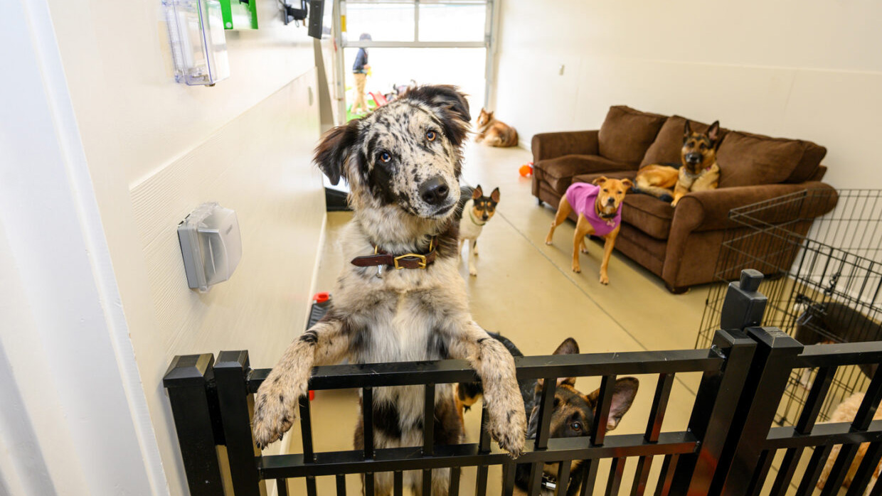 Socializing Your Puppy During COVID19 Petsagogo