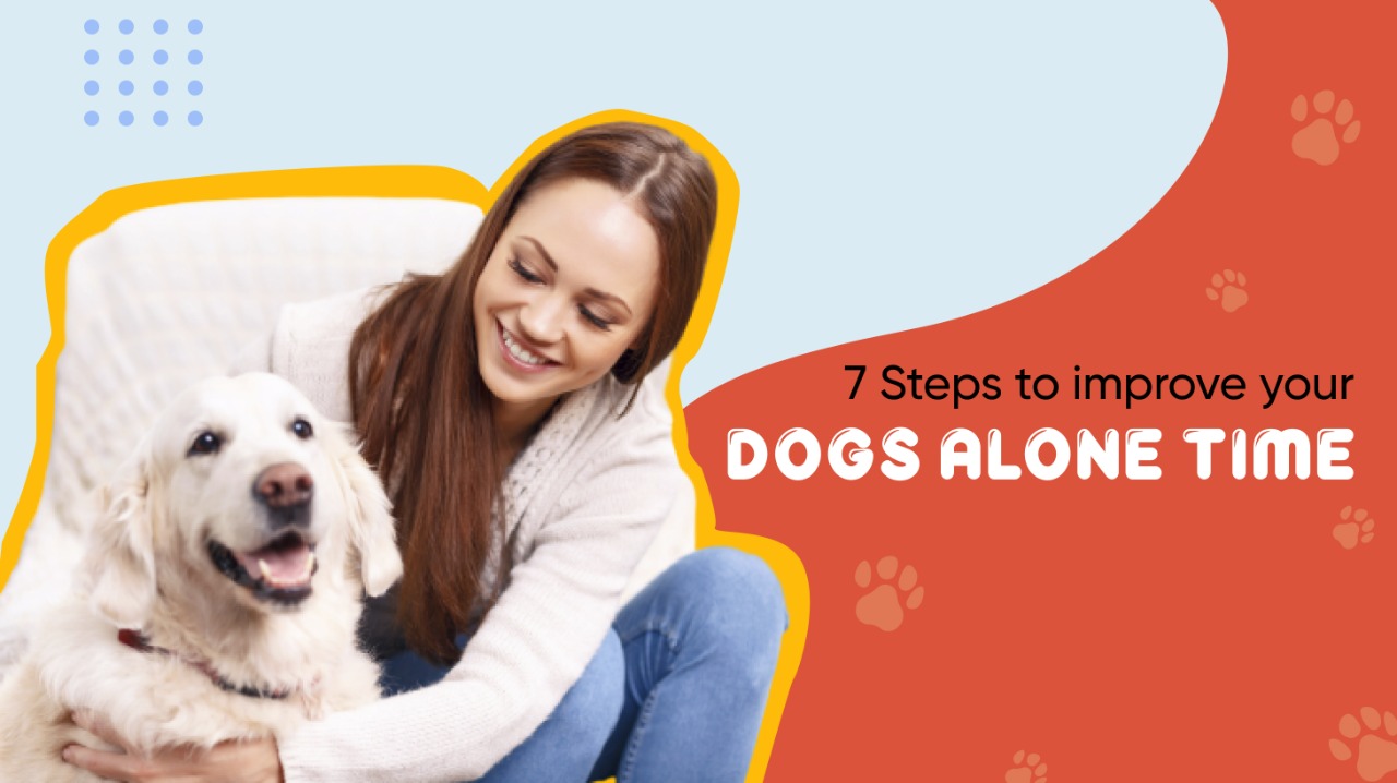 7 Steps To Improve Your Dog's Alone Time