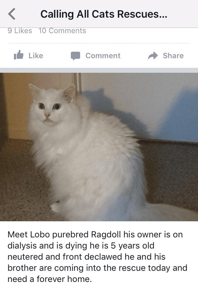 Is Lulu Cat happy with her new "big" little brother? Pet Scribbles