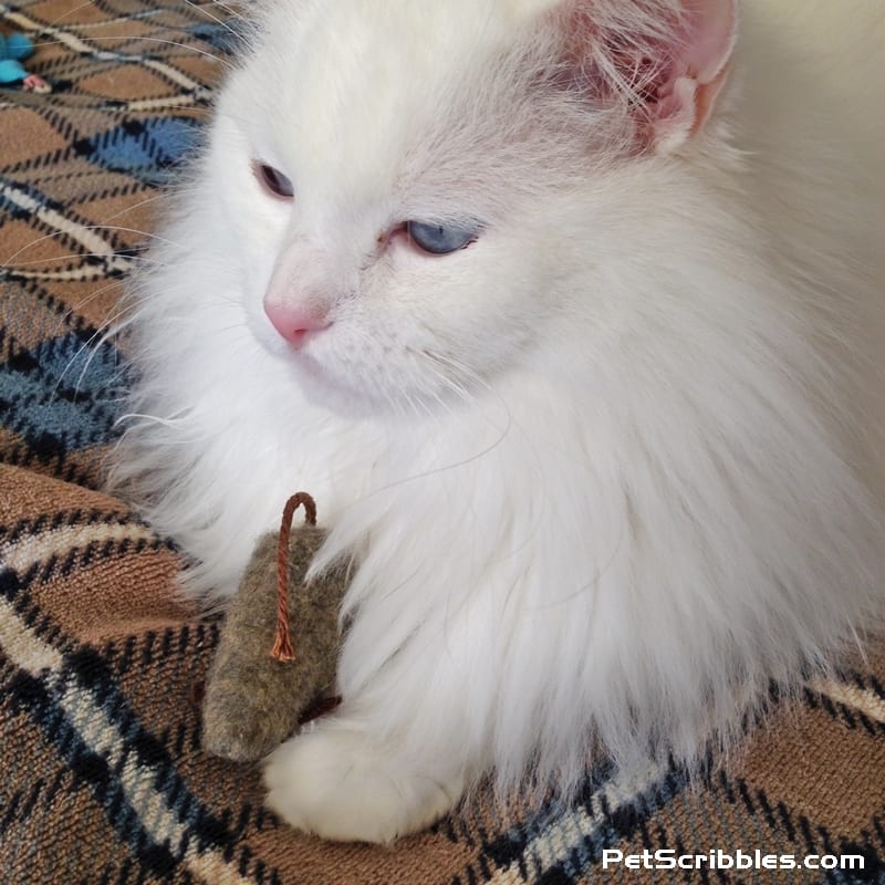 Is Lulu Cat happy with her new "big" little brother? Pet Scribbles