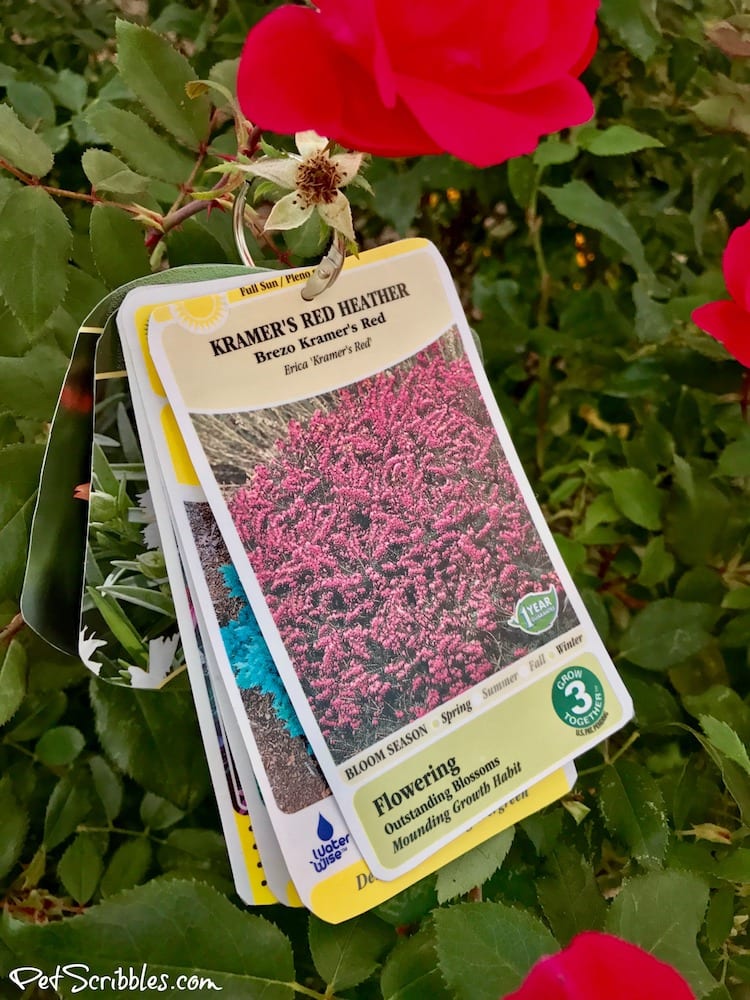 The Best Plant Tag Solution! Garden Sanity by Pet Scribbles