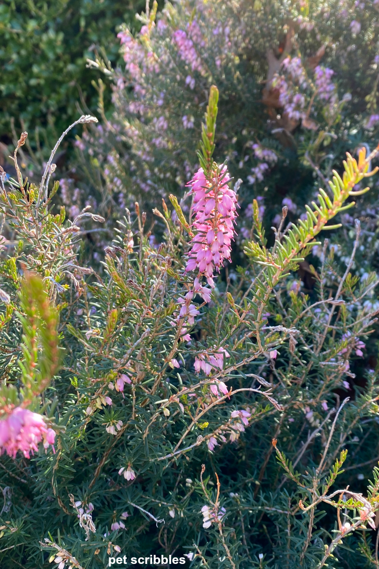Mediterranean Pink Heather Plant