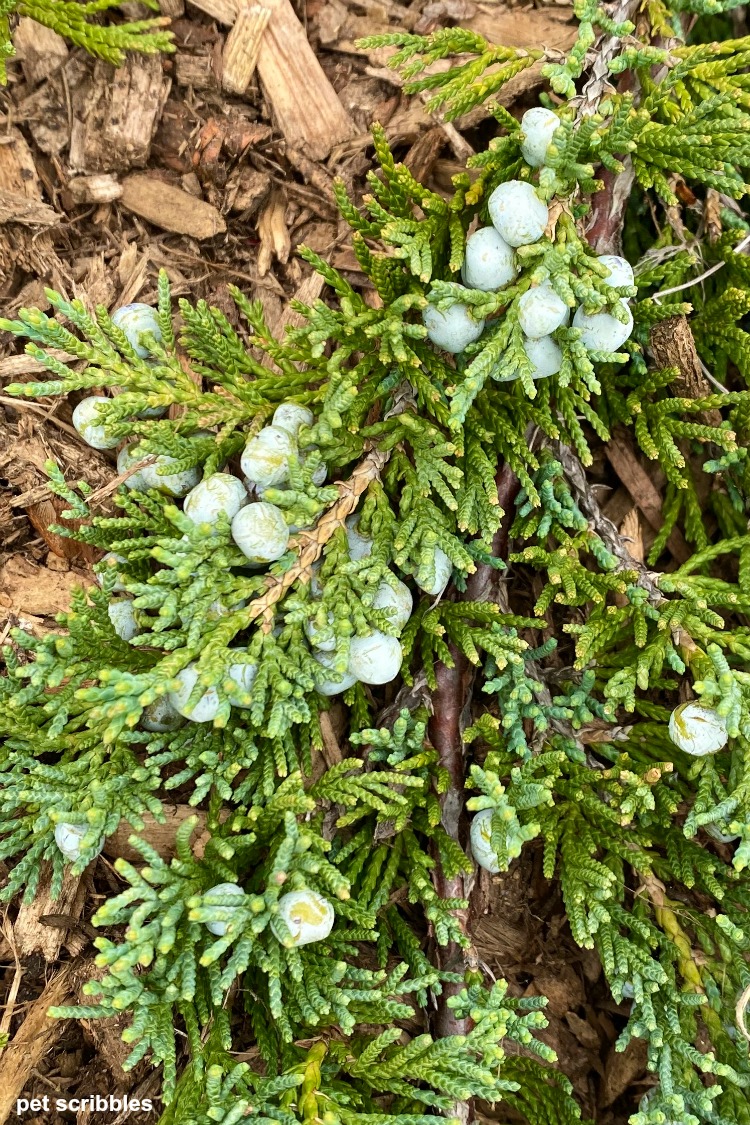 Embracing the green garden when no flowers are blooming Garden Sanity