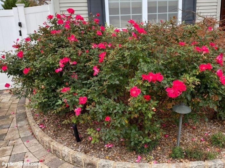 Pruning Knockout Roses when, what and how Garden Sanity by Pet Scribbles