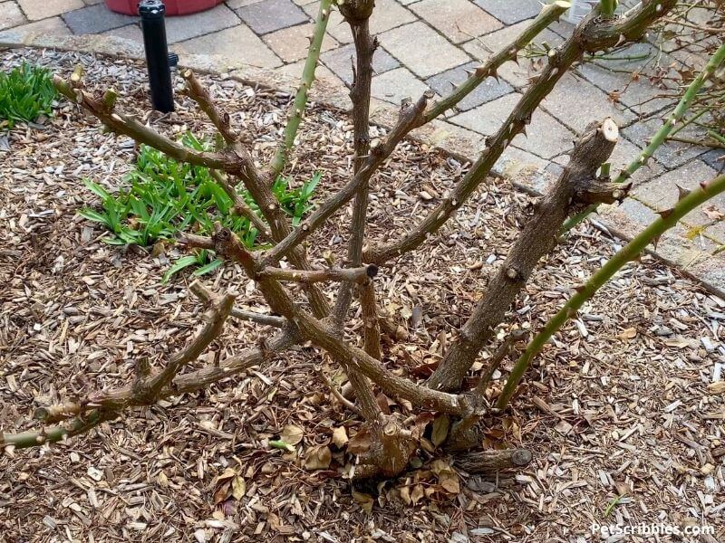 Pruning Knockout Roses when, what and how Garden Sanity by Pet Scribbles